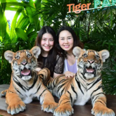 Pattaya Tiger Park.png
