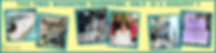 NE MISS NEWS Ads (3).png