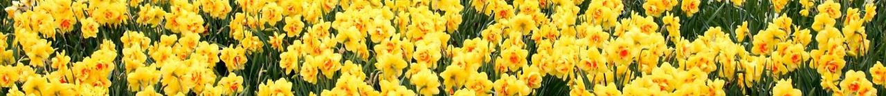 Daffodill Field.png
