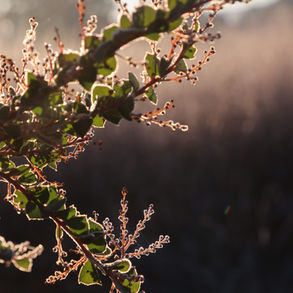 Winter Wetlands Wander