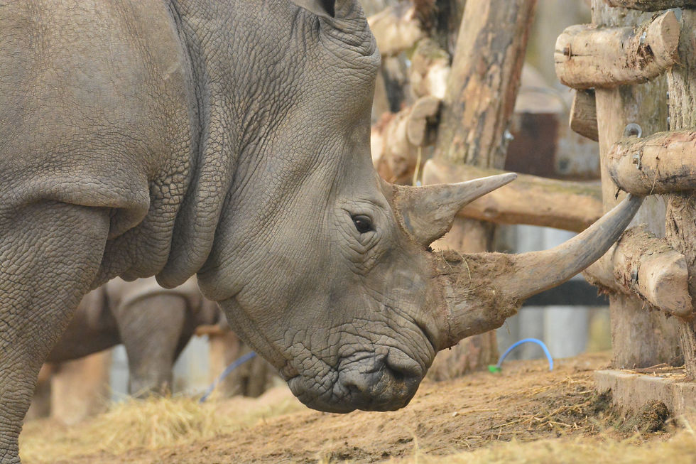 Rhinocéros blanc