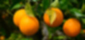Naranjas El Edén.jpg
