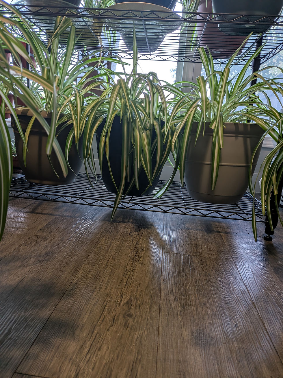 Spider plant