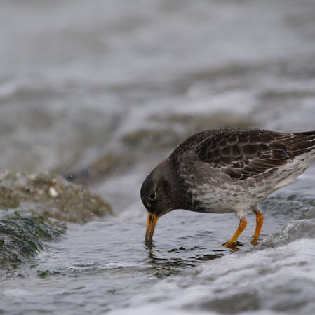 Near Neighbour, Belsund 1996