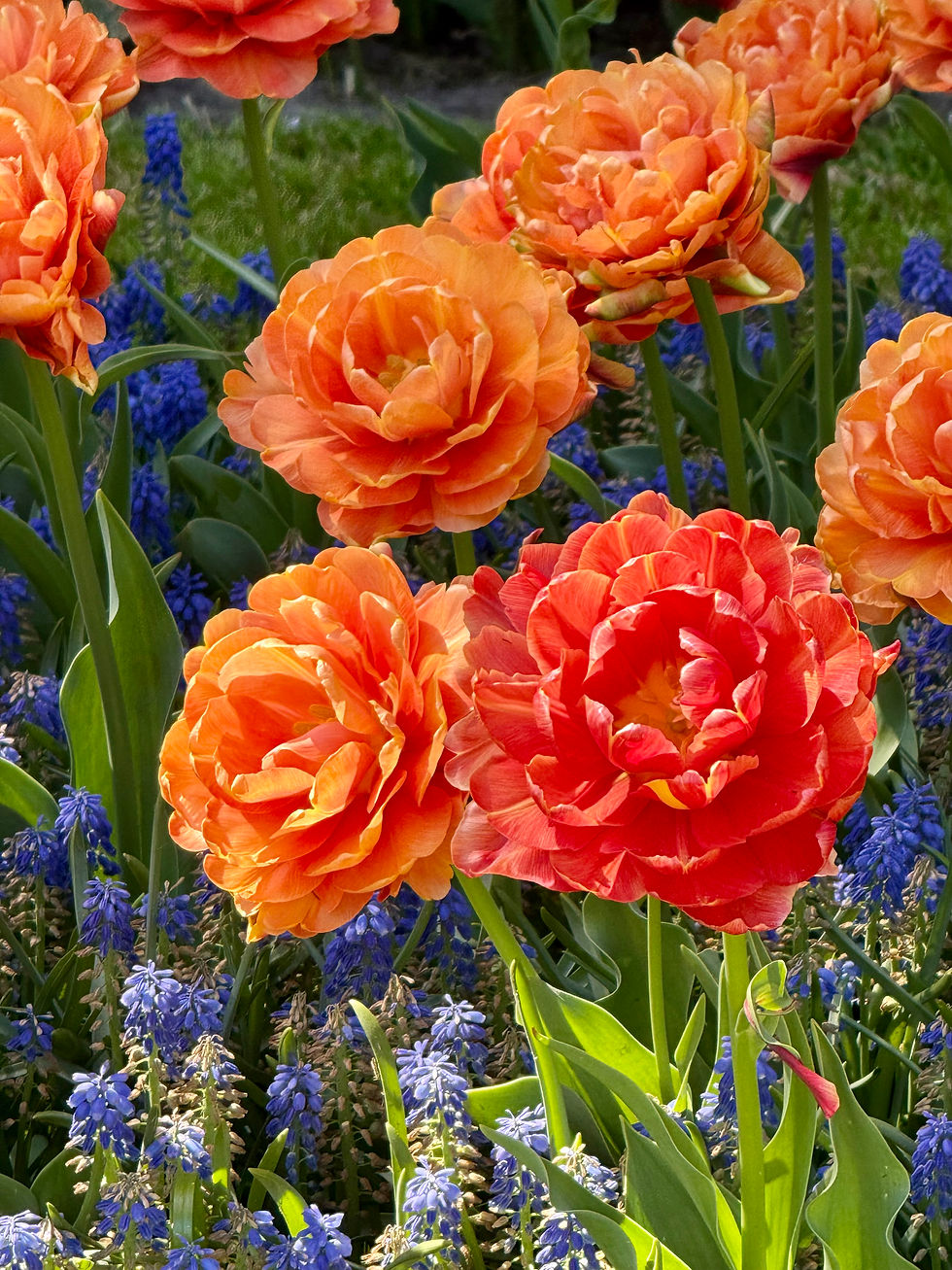 The color combination on these flowers in Amsterdam would bring any room to life.