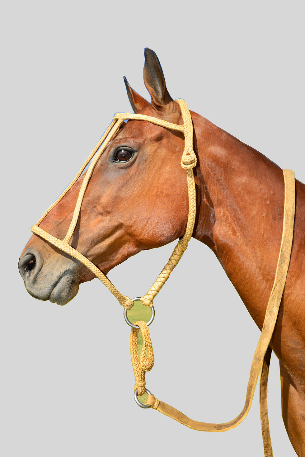 Thumbnail: Premium Leather Halter