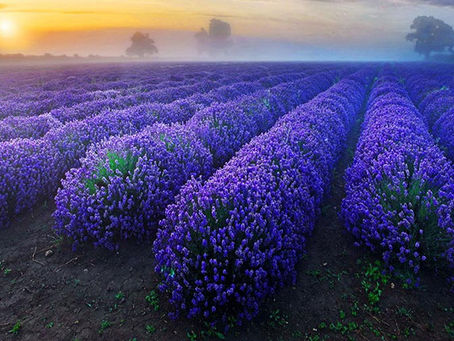 Лаванда — символ Прованса.