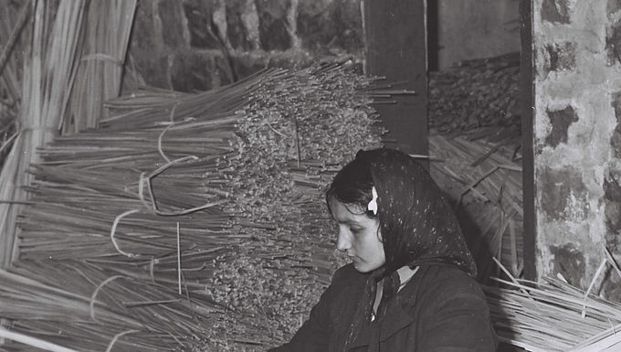 Miriam Radin 20 year old Yemenite immigrant splitting reeds in Kiryat Shmona 1950