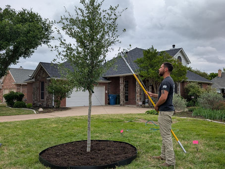 Pruning Your New Trees
