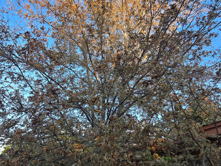 Hackberry Leaf Roller