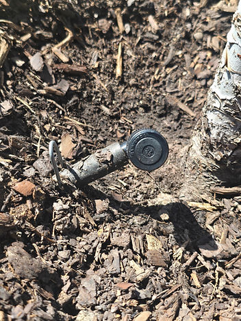 Examination of watering system for young tree diagnosis 