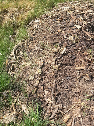 Inspection of soil around tree during a diagnosis by case tree service in Fort Worth, TX
