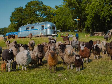 The Sheep Detectives Review : Plenty of Charm Beneath the Wool