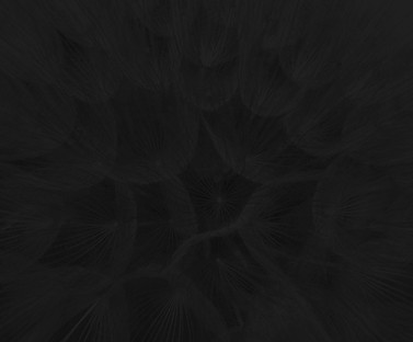 dandelion-plant-architecture-seeds-849a6