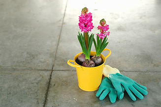 Pink Hyacinth Bulbs