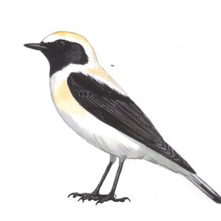 black-eared wheatear