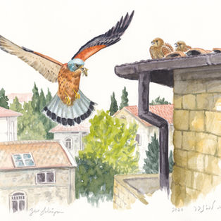 Lesser Kestrel
