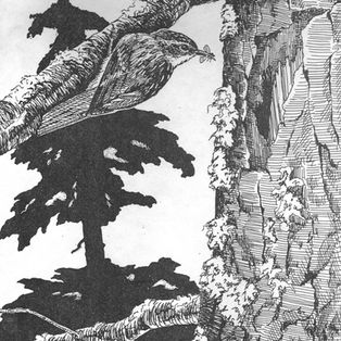 Tree Creeper