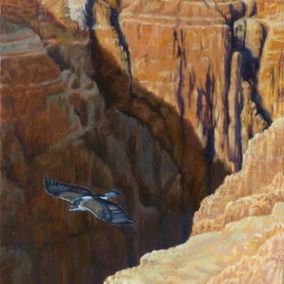 Bonelli's Eagle