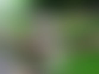 When does the vine cycle begin in Bordeaux? Understanding budburst...