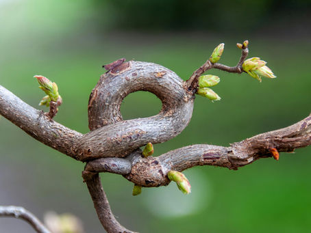 When does the vine cycle begin in Bordeaux? Understanding budburst...