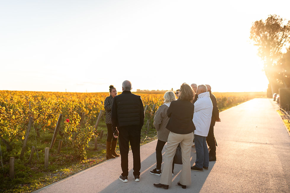 A group of people stand talking near a sunlit vineyard. The setting sun creates a warm glow, highlighting the vineyard's rows and path.