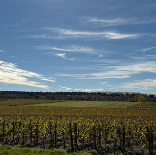 When does a wine vintage truly begin in Bordeaux?