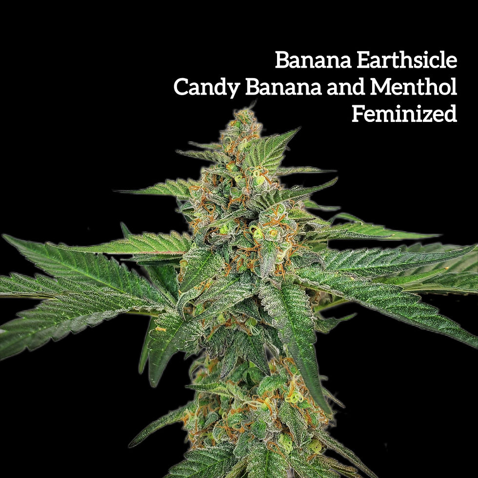 Banana Earthsicle - 6 Seeds - Banana Dosi #7 (Candy Banana) x Earthsicle. Banana Dosi - Dosidos x Banana OG. Ice Cream Cake
