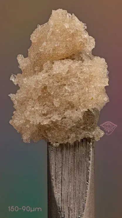 Thumbnail: JOMO the HUTT - 12 Seeds - Terpi Hut "Purp" (Trop Tarts x Sugar Shack) x JOMO (GMO x Sugar Shack) - Farmhouse Studio Genetics