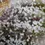 Thumbnail: Rose Fuzz - 12 Seeds - Purple Petals (Purple OG x Fruity Pebbles OG) x JOMO (GMO x Sugar Shack) - Farmhouse Studio Genetics