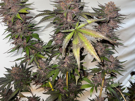blue meringue cbd bulk feminized seed high alpine genetics lemon kush blood orange diesel Texas approved variety Texas hemp program cbda improved