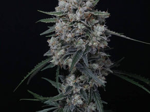 do-si-diesel do-si-dos dosidos diesel sour diesel josh d sour d josh d og dosidos 18 dosidos 22 diesel terpenes diesel autoflower sour diesel lineage ogkb og kush breath face off og archive seed bank gas autoflowers cookies autoflower autoflower autoflower seeds autoflowering genetics photoperiod fast flowering automatic automatic genetics automatic seeds autoflower genetics og og kush og kush seeds og kush strain kush kush seeds kush strain og kush hash og kush rosin kush hash kush rosin josh d og josh d kush josh d og kush josh d og kush seeds josh d og kush strain best autoflower hemp strains 2025 candy terpene hemp strain zkittlez cross autoflower