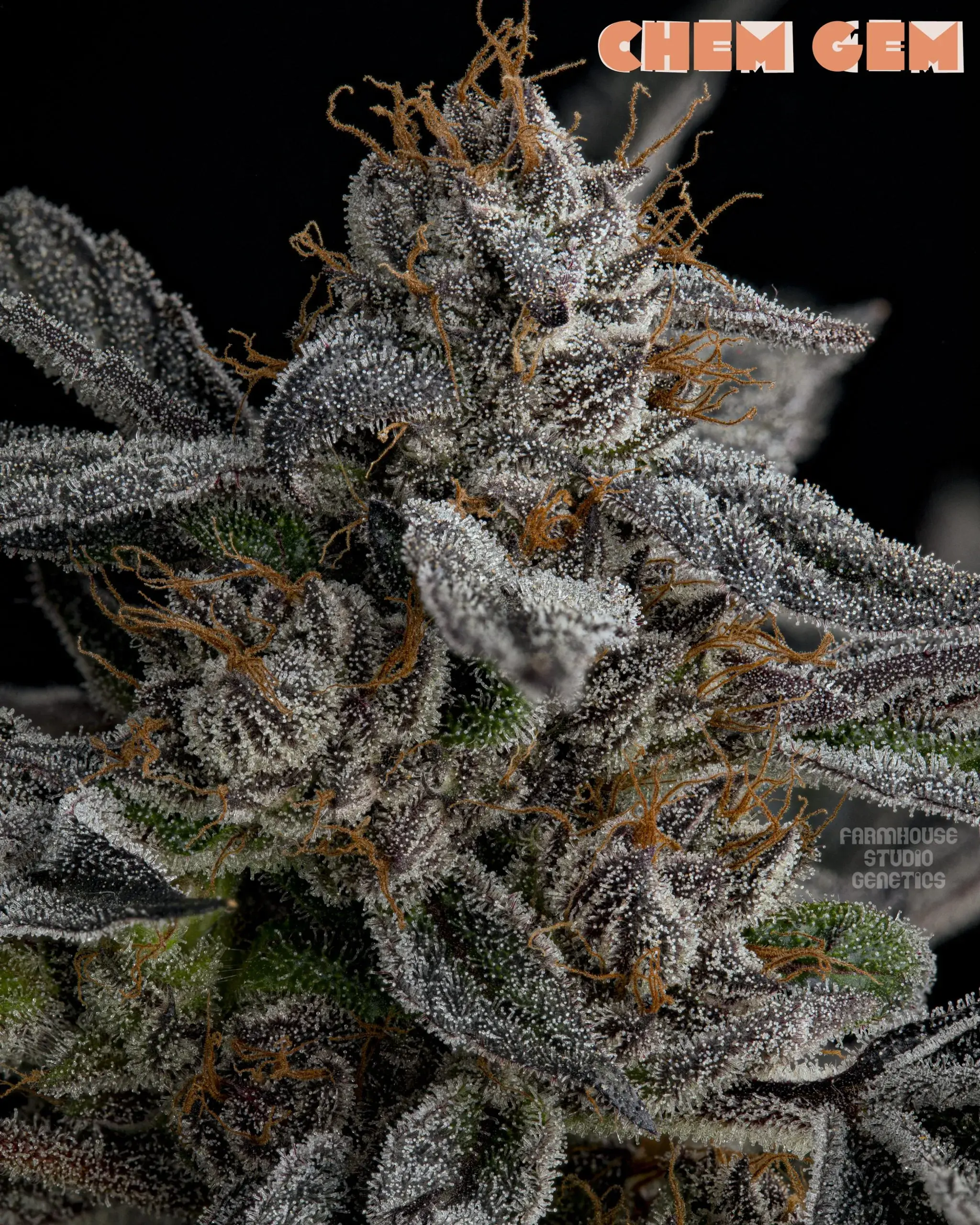 Chem Gem - 12 Seeds - Eagle Scout (Girl Scout Cookies x Stardawg) x JOMO (GM) x Sugar Shack) - Farmhouse Studio Genetics