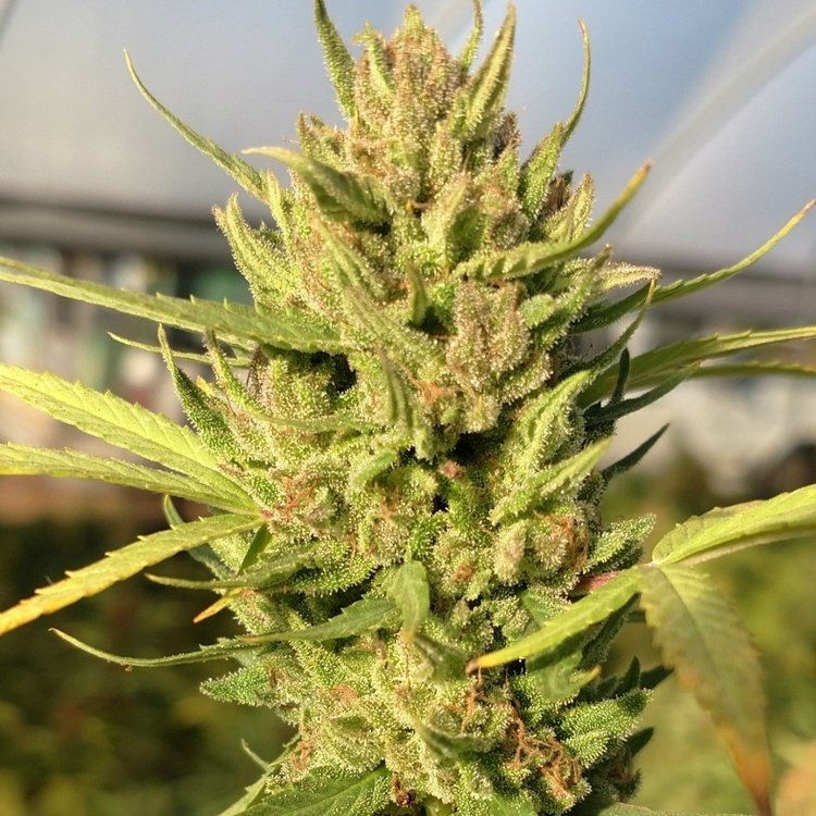 Thumbnail: pineapple acdc pineapple acdc seeds hemp cbd seeds texas approved variety varieties feminized