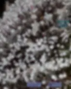 Neon cube neon cube strain neon cube seeds neon cube hash neon cube rosin neon cube hash rosin neon cube shwale neon cube farmhouse studio genetics  blue 16 blue 16 seeds blue 16 strain blue 16 hash blue 16 rosin blue 16 hash rosin 2 took blue cookies 2 took blue cookies strain 2 took blue cookies seeds 2 took blue cookies crosses 2 took blue cookies hash 2 took blue cookies rosin 2 took blue cookies hash rosin blue cookies blue cookies strain blue cookies seeds blue cookies hash blue cookies hash rosin blue cookies rosin blue cooks jomo seeds jomo strain jomo joy of missing out strain jomo hash jomo rosin gmo crosses gmo strain gmo cookies garlic cookies strain gmo seeds gmo rosin gmo hash gmo hash rosin garlic rosin garlic cookies seeds garlic onion mushroom strain garlic onion mushroom gmo seeds sugar shack strain sugar shack seeds sugar shack rosin