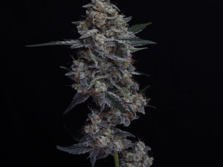 ZO2 strain ZO2 hemp seeds Automatic Genetics ZO2 ZO2 autoflower seeds ZO2 cannabis cultivar ZO2 strain lineage Candy Fumez strain Whippets strain Zkittlez Sherbanger cross autoflower strain history whippets whippets auto whippets autoflower autoflower autoflower seeds autoflowering genetics photoperiod fast flowering automatic automatic genetics automatic seeds autoflower genetics gushers gusherz gushers strain gushers seeds gushers clones cookies cookie fam berner sherbet sherbert sherbinski sherb tk triangle kush marty tk calabrese florida kush florida og emerald the emerald emerald triangle the emerald triangle og og kush og kush seeds og kush strain kush kush seeds kush strain og kush hash og kush rosin kush hash kush rosin josh d og josh d kush josh d og kush josh d og kush seeds josh d og kush strain best autoflower hemp strains 2025 candy terpene hemp strain zkittlez cross autoflower