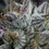 Thumbnail: buy banana shack seeds