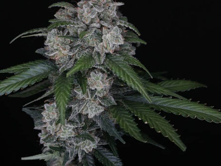 international house of triangle ihot pancakes kush mints london pound cake nip og sunset sherbert cookies cookie fam seed junky genetics seed junky minntz kush mints 11 london pound cake 75 pancakes autoflower cookies autoflower kush autoflower best kush autoflower strain 2025 tk triangle kush marty tk calabrese florida kush florida og emerald the emerald emerald triangle the emerald triangle og og kush og kush seeds og kush strain kush kush seeds kush strain og kush hash og kush rosin kush hash kush rosin josh d og josh d kush josh d og kush josh d og kush seeds josh d og kush strain