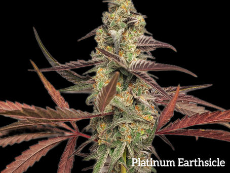 Platinum Earthsicle family tree – Platinum Truffles #7, Earthsicle, White Truffle, Ice Cream Cake, MAC F2 growpup cannabis seeds