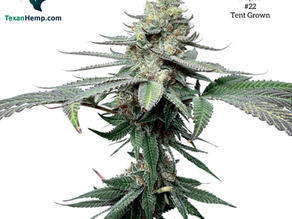 platinum rainbows growpup seeds feminized cannabis thca thc feel the rainbow platinum truffles james loud loud seeds loud genetics fresh coast seed co zkittlez zbx RS11 rainbow sherbet sherbert pink guava platinum kush breath remix white truffle candy gas