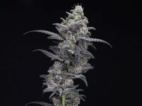 Tanghulu strain Tanghulu seeds Tanghulu autoflower seeds Tanghulu autoflower DNA Genetics DNA Genetics Ztrawberriez candy autoflower Ztrawberriez lineage Ztrawberriez strain best autoflower strains 2025 exotic autoflower genetics strawberry banana strain ZO2 strain ZO2 hemp seeds Automatic Genetics ZO2 ZO2 autoflower seeds ZO2 cannabis cultivar ZO2 strain lineage Candy Fumez strain Whippets strain Zkittlez Sherbanger cross autoflower strain history whippets whippets auto whippets autoflower autoflower autoflower seeds autoflowering genetics photoperiod fast flowering automatic automatic genetics automatic seeds autoflower genetics og og kush og kush seeds og kush strain kush kush seeds kush strain og kush hash og kush rosin kush hash kush rosin josh d og josh d kush josh d og kush josh d og kush seeds josh d og kush strain best autoflower hemp strains 2025 candy terpene hemp strain zkittlez cross autoflower