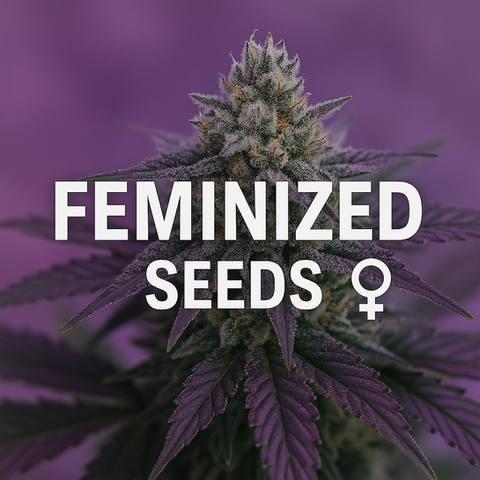 Feminized Seeds banner with cannabis plant in flower under soft purple lighting. Feminized cannabis seeds. Marijuana seeds.

feminized regular autoflower photoperiod thca cbda 1:1 cannabis seeds texas approved varieties thca seeds marijuana seeds weed seeds thc cbd weed seeds marijuana seeds cannabis seeds hemp seeds buy hemp seeds buy cannabis seeds buy weed seeds buy marijuana seeds weed seeds shipped marijuana seeds shipped cannabis seeds shipped hemp seeds shipped thca seeds thca flower seeds thca seeds for sale thca autoflower seeds thca hemp seeds high thca seeds thca seeds vs thc seeds thca seed thca autoflower free thca seeds thca flower high thca high thca seeds high thca flower seeds what are thca seeds what is thca cheap weed seeds cheap cannabis seeds cheap hemp seeds cheap thca seeds cheap marijuana seeds cheap thc seeds cheap cbd seeds bulk cannabis seeds bulk weed seeds bulk marijuana seeds bulk hemp seeds where to buy marijuana seeds for sale pot seeds cannabis seeds for sale weed seeds for sale pot seeds for sale cannabis seeds usa thc seeds where to buy marijuana seeds buy marijuana seeds online cannabis seeds online cannabis seeds us cannabis seed banks marijuana seeds online marijuana seeds usa buy weed seeds online
