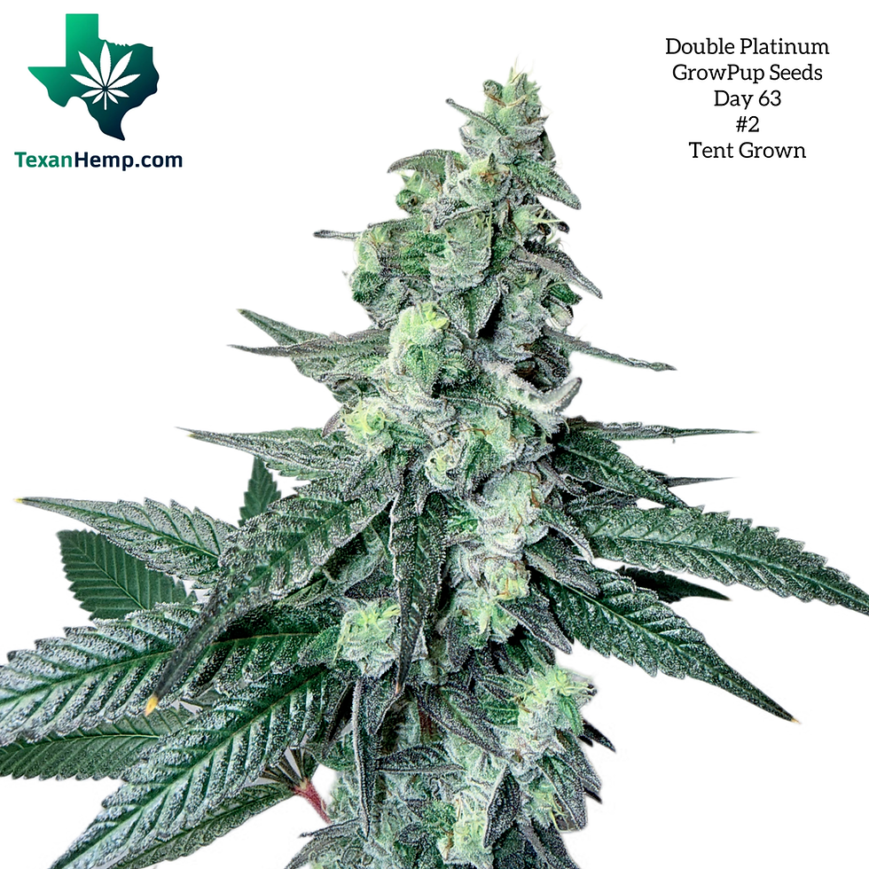 GrowPup Seeds feminized cannabis seeds thca thc platinum truffles double platinum kush breath remix white truffle