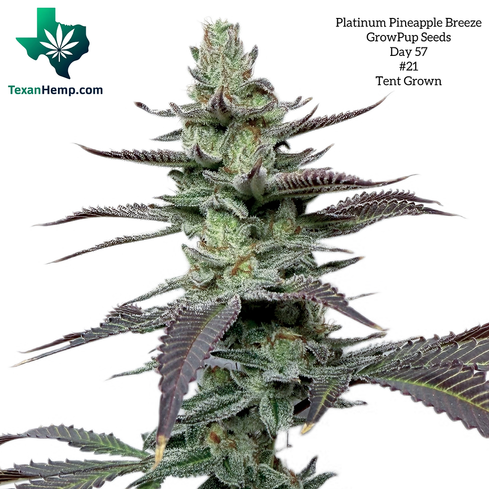 growpup seeds platinum pineapple breeze pineapple and banana pina colada kush breath remix white truffle thca thc seeds