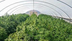 Thumbnail: cherry blossom hemp cherry blossom cbd cherry blossom strain seeds feminized texas approved variety varieties biomass