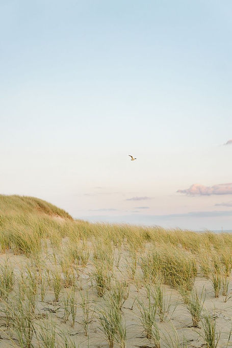 Gulls Over Madaket.jpg