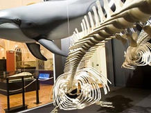 El Museo de Historia Natural reabrirá sus puertas a partir del 2 de marzo