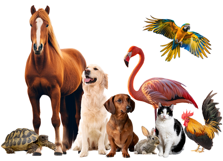 animais