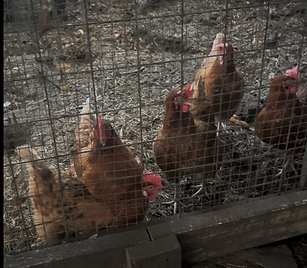 chickens chirpping