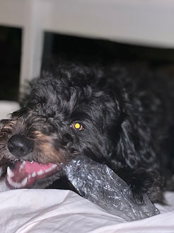 remy chews